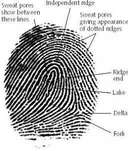 typical presentation and examination of fingerprint examination of the known 