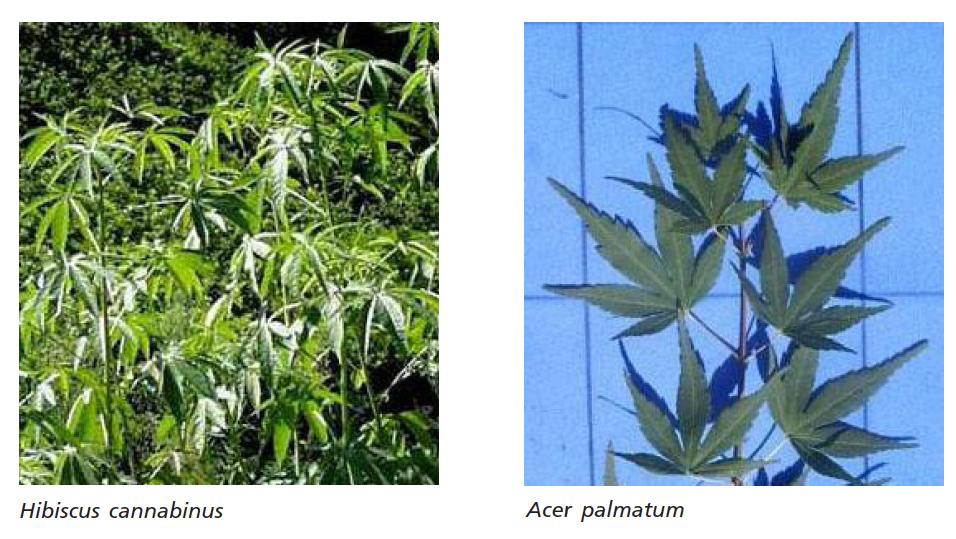 attempts at identifying marijuana at the gross or macro level can be misleading
